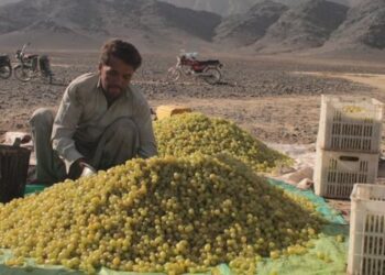 کندهار کې د ابجوشو حاصلات ۸۰ سلنه کم شوي