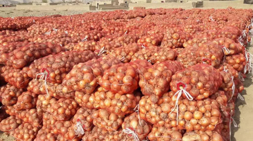 د پیازو حاصلاتو لپاره زېرمتونونه جوړېږي