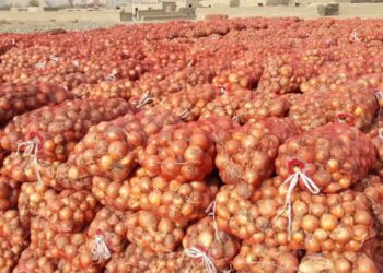 د پیازو حاصلاتو لپاره زېرمتونونه جوړېږي