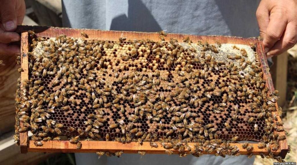 په کندز کې د شاتو مچیو کاروبار ښه شوی