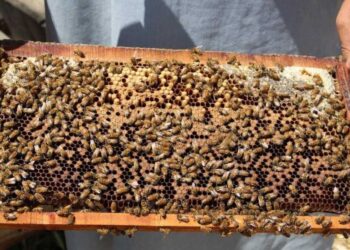 په کندز کې د شاتو مچیو کاروبار ښه شوی