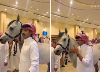 سعودي عربستان کې یوه ځوان  د خپل ملګري واده تالار ته اس د ډالۍ په توګه بېولی