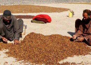 بینا: له کندهاره تېر کال  د ۳۳۱ میلیونه ډالرو په ارزښت توکي بهر ته صادر شوي