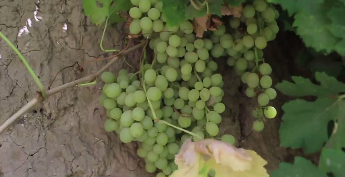 هرات کې بڼوال د انګورو حاصلاتو له کموالي شکايت کوي