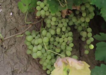 هرات کې بڼوال د انګورو حاصلاتو له کموالي شکايت کوي