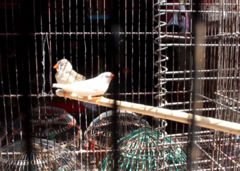 خوست کې د مرغانو کاروباریان: په وروستیو کې مو کاروبار کمرنګه شوی