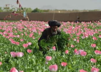 ملګري ملتونه: افغانستان کې د نشه يي توکو کښت کې ۹۵ سلنه کمښت راغلی