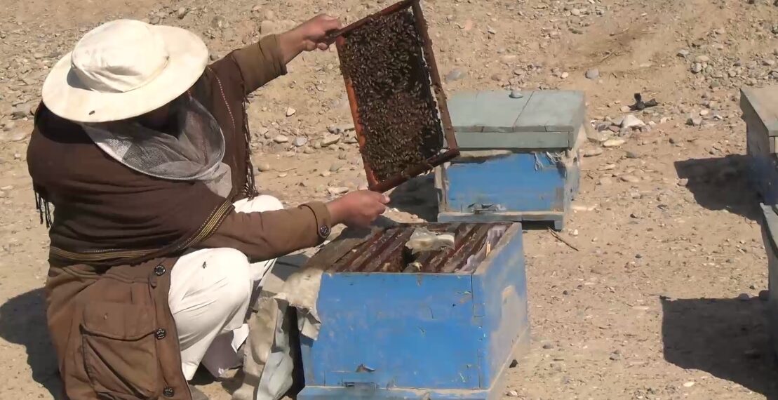 کندهار ولایت کې د مچیو فارمونه زیات شوي