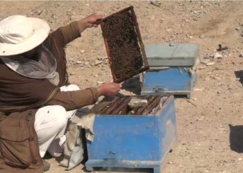 کندهار ولایت کې د مچیو فارمونه زیات شوي