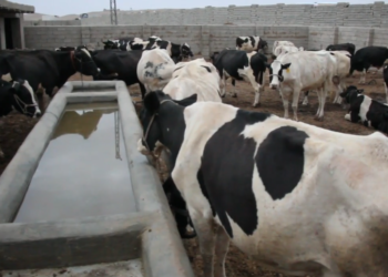 زابل کې مالدارۍ صنعت د ودې له امله د فارم لرونکو کاروبار ښه شوی