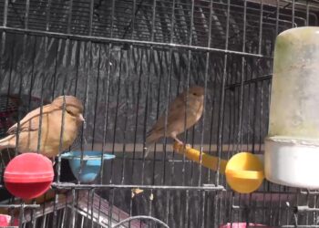 کندهار کې د مرغانو پلورونکي: کاروبار مو د پخوا پرتله کمرنګه شوی