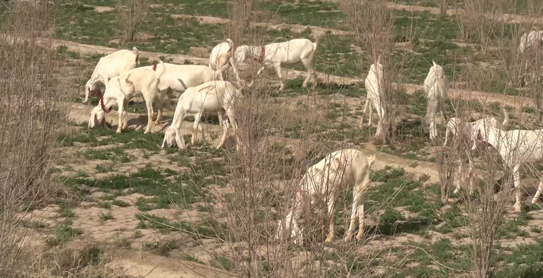 کندهار کې د خارجي نسل وزو ساتل مخ په زیاتېدو دي