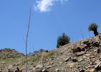 خوست کې تېر کال نږدې زر هکټاره ځنګلونه له سره رغول شوي