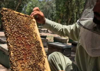 کندهار کې د شاتو حاصلات زيات شوي خو بازار نه لري