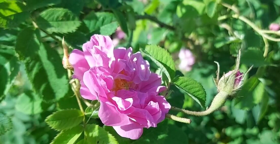 ننګرهار کې د تېر کال پرتله د ګلابو حاصلاتو کې د پام وړ زیاتوالی راغلی