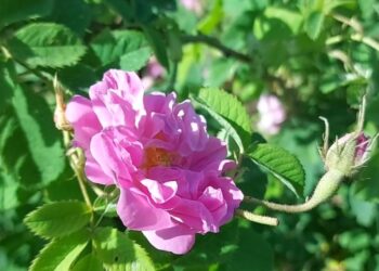 ننګرهار کې د تېر کال پرتله د ګلابو حاصلاتو کې د پام وړ زیاتوالی راغلی