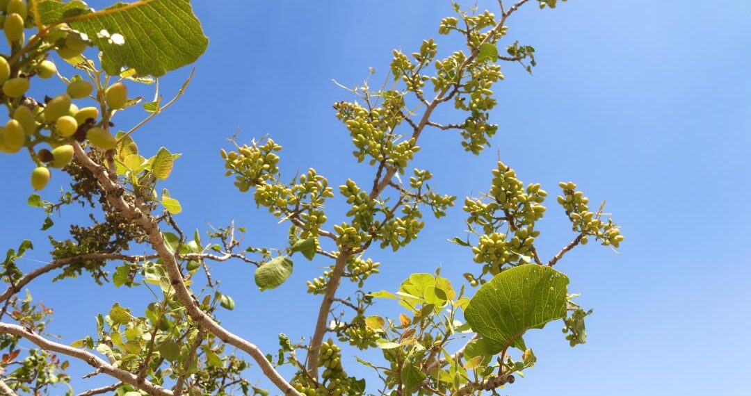 سمنګان کې به سږ کال د پستې حاصلات زیات شي