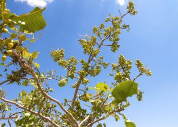 سمنګان کې به سږ کال د پستې حاصلات زیات شي