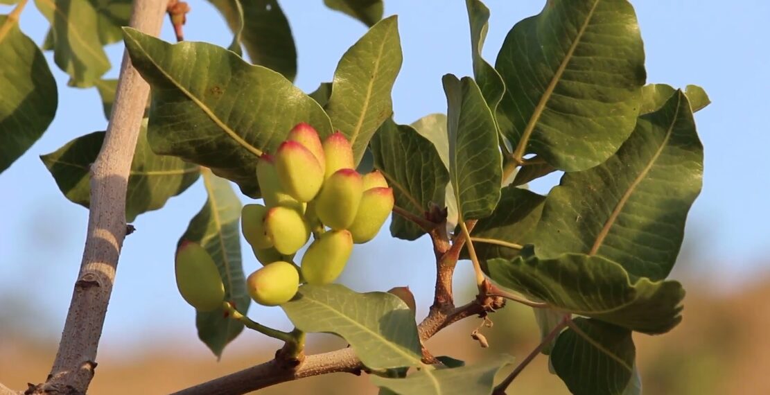 بادغیس کې د پیستو سوداګر: له وخت وړاندې د پیستو حاصلاتو راټولول  د پیستې پر کیفیت منفي اغیز کوي