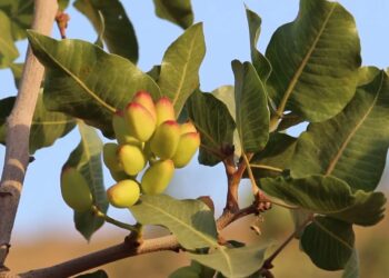 بادغیس کې د پیستو سوداګر: له وخت وړاندې د پیستو حاصلاتو راټولول  د پیستې پر کیفیت منفي اغیز کوي