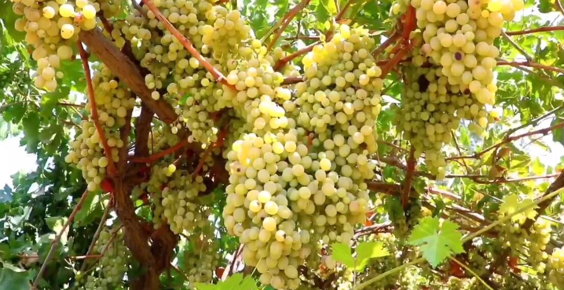 بلخ کې بڼوال: طبیعي آفتونو د انګورو پر حاصلاتو منفي اغېز کړی