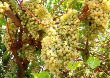 بلخ کې بڼوال: طبیعي آفتونو د انګورو پر حاصلاتو منفي اغېز کړی