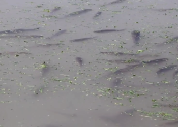 هرات کې د کبانو روزنې صنعت د ودې په حال کې دی