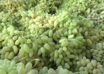 کندهار کې ورښتونو د انګورو باغونه زیانمن کړي