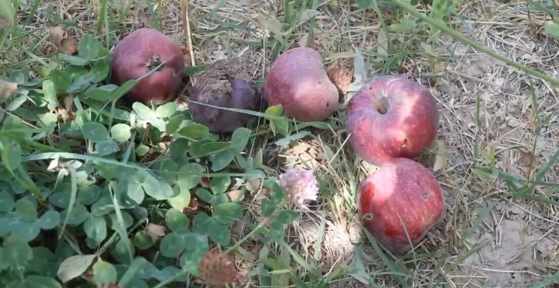  د بلخ چهارکنت ولسوالۍ بڼوال: د مڼو باغونه مو د طبیعي آفتونو له امله زیانمن شوي