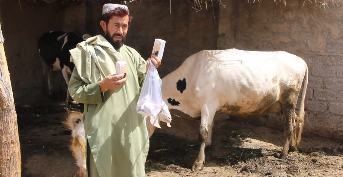 کندهار کې فارم لرونکي: د شېدو غواګانې په بېلابېلو ناروغیو اخته شوې