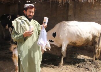 کندهار کې فارم لرونکي: د شېدو غواګانې په بېلابېلو ناروغیو اخته شوې