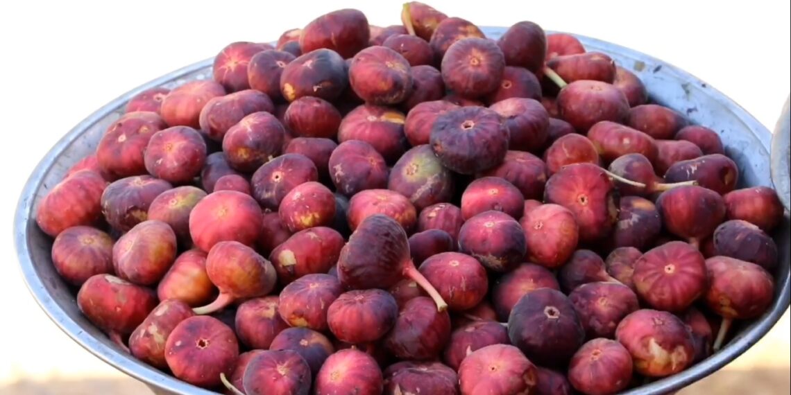 سمنګان کې د انځرو بڼوال: طبیعي آفتونومو بڼونه زیانمن کړي