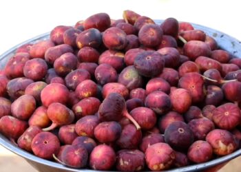 سمنګان کې د انځرو بڼوال: طبیعي آفتونومو بڼونه زیانمن کړي