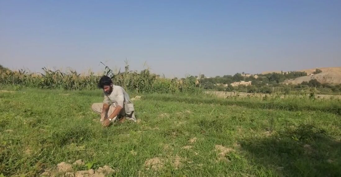 ننګرهار کې بزګران له بې کیفیته کرنیزو درملو او تخمونو شکایت کوي