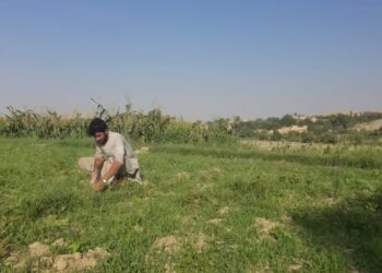 ننګرهار کې بزګران له بې کیفیته کرنیزو درملو او تخمونو شکایت کوي