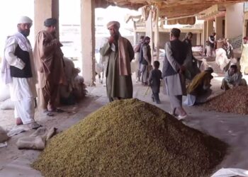 له کندهاره تېرو پنځو میاشتو کې ۱۳ زره ټنه وچه مېوه بهر ته صادر شوې