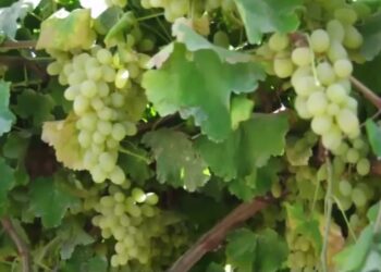 کندوز کې د انګورو حاصلات ۹۰ سلنه زیاتات شوي