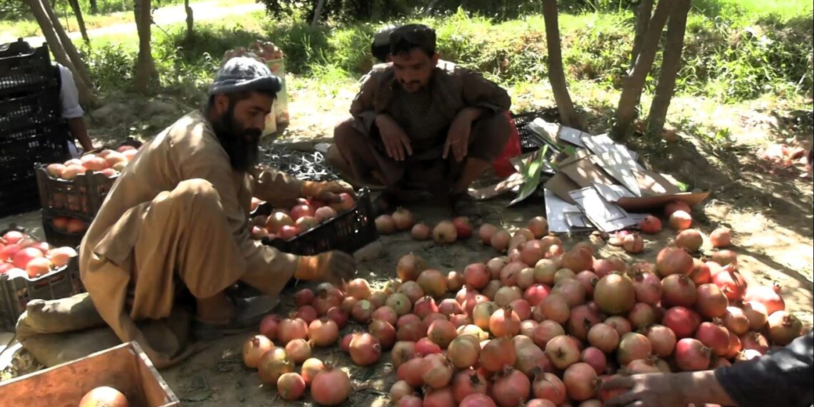 د پاکستان لوړې تعرفې د انارو پر صادراتو منفي اغېز کړی