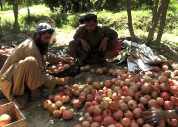 د پاکستان لوړې تعرفې د انارو پر صادراتو منفي اغېز کړی