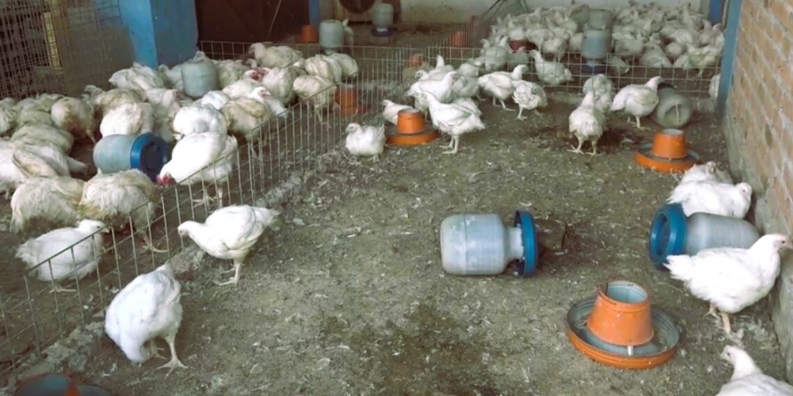 د جلال آباد ښاروالۍ پرېکړه: له دې وروسته به چرګان په مسلخ کې حلالیږي
