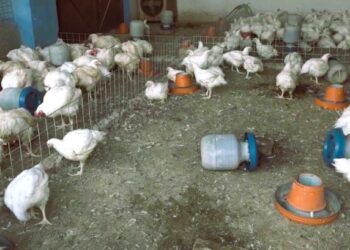 د جلال آباد ښاروالۍ پرېکړه: له دې وروسته به چرګان په مسلخ کې حلالیږي