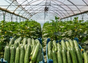 د فراه له ابونصر فراهي بندر عراق ته کرنیز محصولات صادر شول