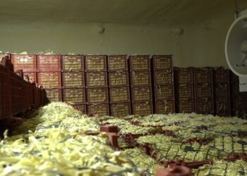 کابل کې پنځه سړې خونې ګټې اخیستنې ته وسپارل شوې