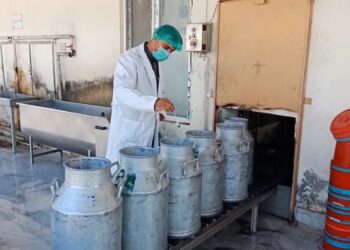 ننګرهار د لبنیاتو برخه کې ځان بسیاینې ته نږدې شوی