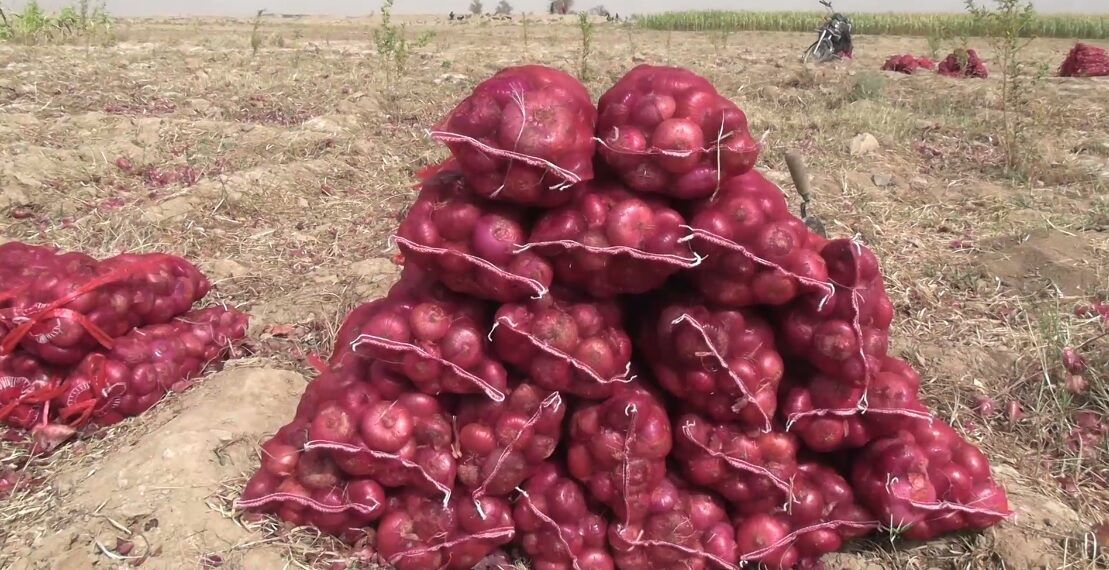 له کندهاره بهر ته د پيازو صادرات زیات شوي