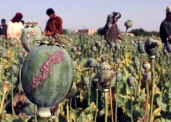 ملګري ملتونه: افغانستان کې د کوکنارو کښت د تېر کال په پرتله ۱۹ سلنه زیات شوی