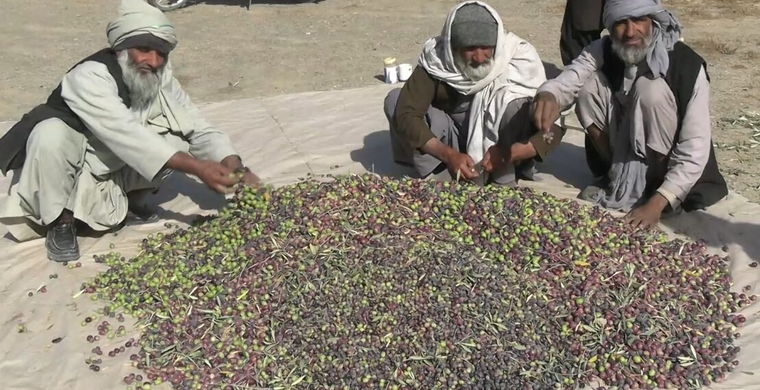 د کندهار بڼوال د زیتونو پروسېس لپاره د کارخونې جوړولو غوښتنه کوي
