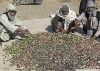 د کندهار بڼوال د زیتونو پروسېس لپاره د کارخونې جوړولو غوښتنه کوي