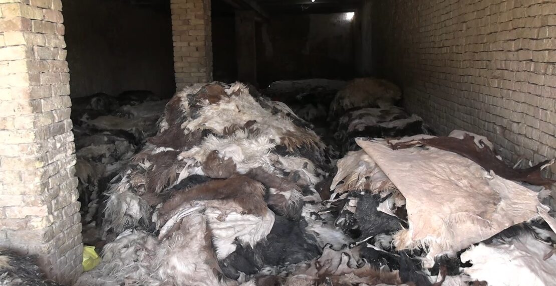 کندهار کې د څارویو پوستکو کاروباریان د بازار له نشتوالي شکایت کوي