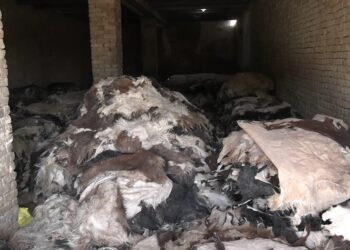 کندهار کې د څارویو پوستکو کاروباریان د بازار له نشتوالي شکایت کوي